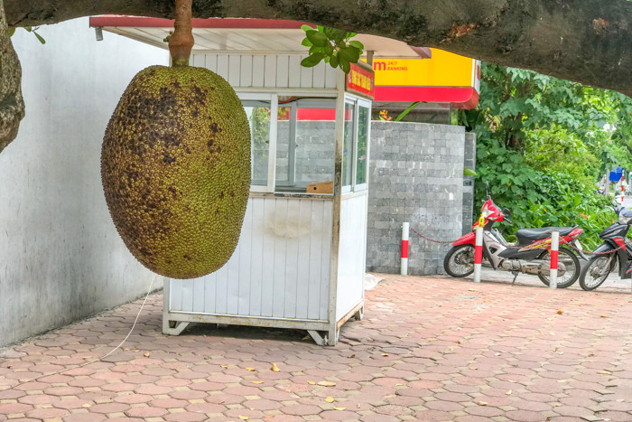 Trước đó, gần như không ai để ý tới sự tồn tại của cây mít ra quả này cho đến thời gian gần đây.