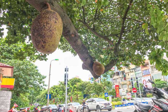 "Quả ở phía bên trong mọc ra trước nên lớn hơn. Năm ngoái có hai quả nhưng ra đồng đều nhau nên nhìn đẹp hơn" - chiến sỹ này cho biết.
