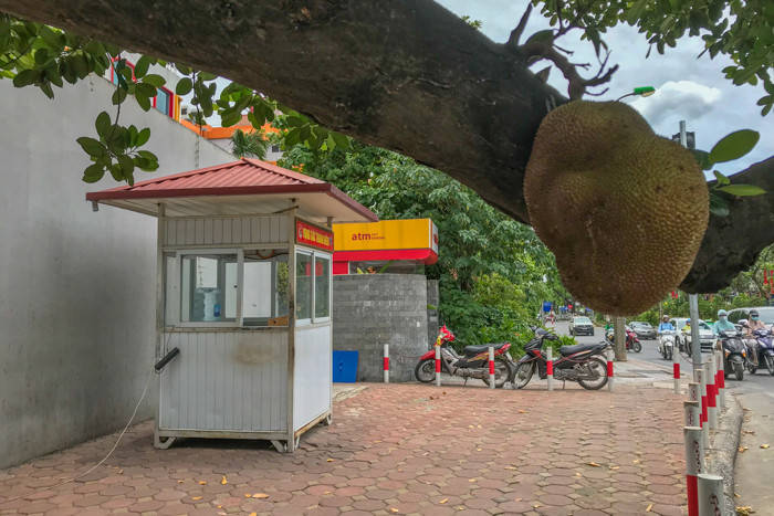 Hiện cả 2 quả mít này đều chưa chín, vẫn đang trong quá trình phát triển.