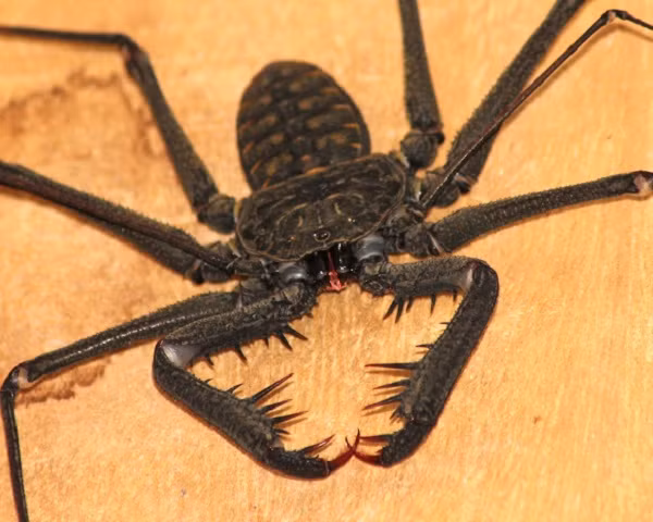 Nhện Amblypygi thuộc bộ động vật không xương sống thuộc lớp Arachnida. Chúng được tìm thấy trong khu vực nhiệt đới và cận nhiệt đới trên toàn thế giới.