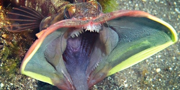 Cá miệng rộng Sarcastic Fringehead không chỉ có vẻ ngoài trông không bình thường mà cái miệng tưởng chừng nuốt chửng được mọi thứ của nó cũng khiến nhiều người phát khiếp.