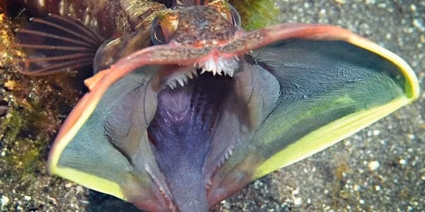 Cá miệng rộng Sarcastic Fringehead không chỉ có vẻ ngoài trông không bình thường mà cái miệng tưởng chừng nuốt chửng được mọi thứ của nó cũng khiến nhiều người phát khiếp.