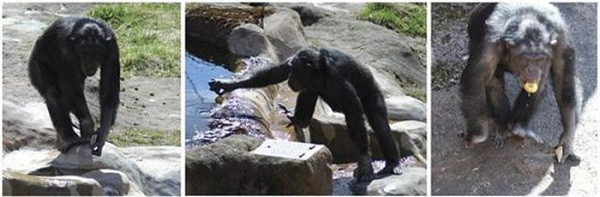 Khác với những con vật trên, tinh tinh Santino có vẻ ngoài khá bình thường nhưng trí thông minh đặc biệt của nó lại khiến nhiều người phải sợ hãi. Nó được cả thế giới biết đến vì những hành vi tiến hóa vượt trội, biết thu gom đá và cất vào hốc hay dùng tay đập từng mảng bê tông thành các viên đá nhỏ và dùng nó để ném vào khách tham quan vườn thú.