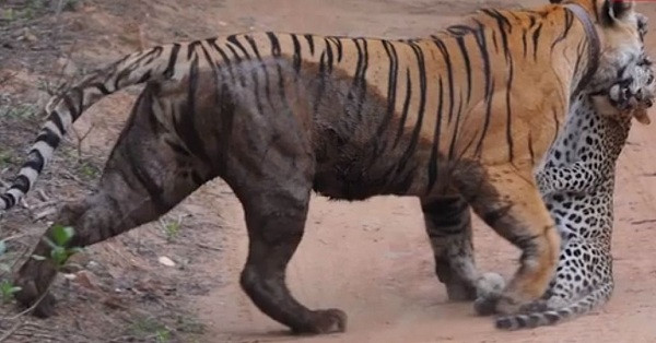 Chuyên gia Dinal J. S Samarasinghe, nhà nghiên cứu báo đốm cho biết: "Hổ là loài săn mồi đỉnh cao thường không chịu khuất phục trước loài họ hàng khác. Hổ và báo đốm sẽ tránh nhau hết mức có thể, tuy nhiên khi chúng tình cờ gặp nhau, nhiều khả năng loài lớn hơn sẽ là kẻ mạnh".