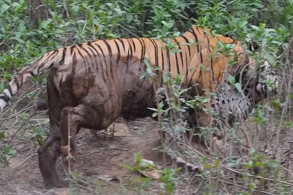 Khu bảo tồn hổ là nơi giúp cho loài động vật này có thể phát triển tốt. Tuy nhiên vì nhiều lý do tự nhiên và nhân tạo, chúng tăng trưởng chậm và số lượng tăng không đáng kể trong những năm qua.