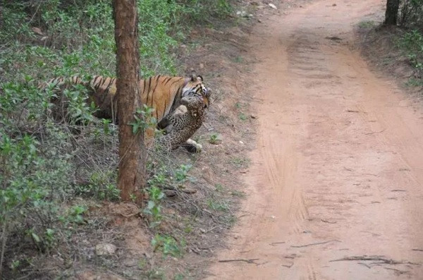 Hai loài ăn thịt hung dữ lăn xuống một ngọn đồi nhỏ và "chiến đấu" vài phút. Ngay sau đó, trận chiến kết thúc nhanh chóng và hổ tóm gọn kẻ thù trong hàm răng của mình.