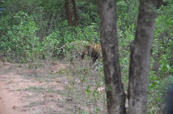 Báo đốm dù mạnh và nhanh nhưng không thoát khỏi móng vuốt của hổ.