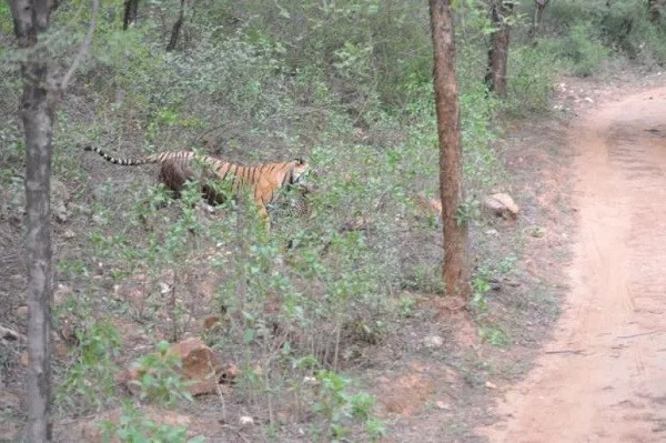  Cuộc đụng độ hiếm giữa hổ và báo đốm xảy ra ở Khu bảo tồn hổ Sariska, Rajasthan, Ấn Độ. Theo lời kể của người ghi hình, con hổ cái ST-3 trèo lên cây rình báo đốm (khoảng 1 năm tuổi) đang trú ẩn, sau đó nhanh chóng vồ con mồi ở khoảng cách hơn 3 mét.