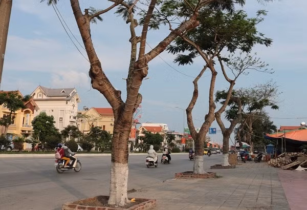 Tại Hải Phòng, trên những tuyến đường trồng hàng nghìn cây phượng như đường Phạm Văn Đồng, đơn vị chức năng cũng đã từng cho cắt tỉa gần như toàn bộ tán lá và hoa xòe ra đường, ảnh hưởng đến giao thông. Mặc dù người dân địa phương phản ánh điều này khiến tuyến giao thông từng được gọi là đường hoa phượng này mất đi màu hoa đặc trưng.