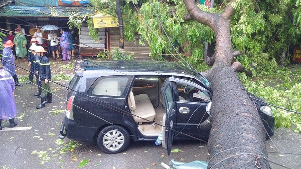 Trên thực tế, trong các cơn bão, phượng vĩ hay một loại cây khác là xà cừ dễ gãy đổ hơn cả và đã không ít lần gây thiệt hại đáng kể tại đô thị, thậm chí gây chết người. Trước đó, năm 2017 sự cố một cây xà cừ đổ trong Trường THPT Chu Văn An (Hà Nội) làm học sinh bị thương cho thấy cần thiết phải khảo sát, loại bỏ xà cừ trong trường học để bảo đảm an toàn.