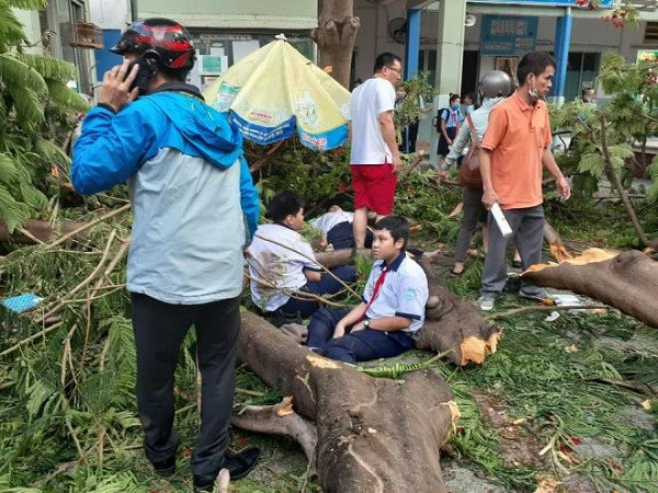 Dân tình hoang mang, các bậc phụ huynh lo lắng bởi không chỉ tại TP HCM mà trên cả nước, hầu như trường học nào cũng có cây xanh, thậm chí nhiều cây cao. Nhiều người thắc mắc vì sao loại cây vốn được biết đến là ''lành'', gắn liền với tuổi học trò và được nhiều người yêu thích lại nguy hiểm đến vậy?