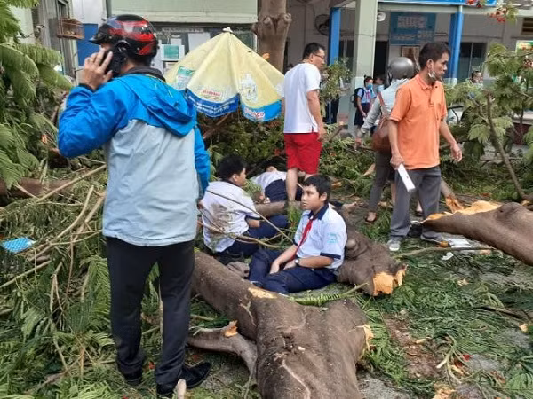 Dân tình hoang mang, các bậc phụ huynh lo lắng bởi không chỉ tại TP HCM mà trên cả nước, hầu như trường học nào cũng có cây xanh, thậm chí nhiều cây cao. Nhiều người thắc mắc vì sao loại cây vốn được biết đến là ''lành'', gắn liền với tuổi học trò và được nhiều người yêu thích lại nguy hiểm đến vậy?