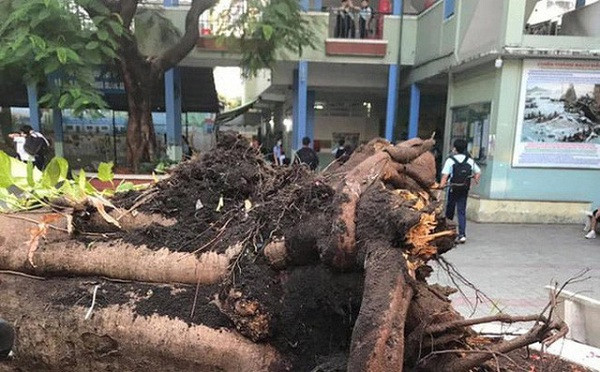 Sáng 26/5, tại sân trường Trường THCS Bạch Đằng (quận 3, TP.HCM), một cây phượng vĩ bất ngờ bật gốc vào thời điểm nhiều học sinh chuẩn bị vào lớp khiến nhiều em bị thương, trong đó một học sinh tử vong.