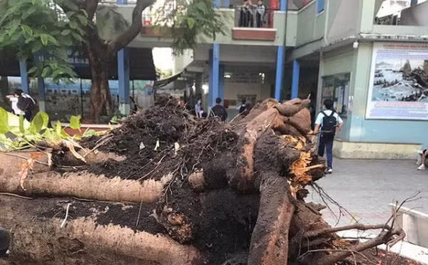 Sáng 26/5, tại sân trường Trường THCS Bạch Đằng (quận 3, TP.HCM), một cây phượng vĩ bất ngờ bật gốc vào thời điểm nhiều học sinh chuẩn bị vào lớp khiến nhiều em bị thương, trong đó một học sinh tử vong.