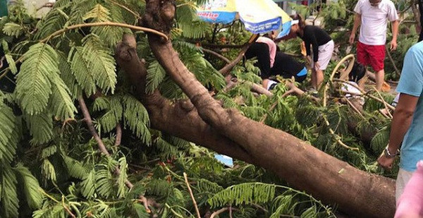 Tuy nhiên, nhược điểm lớn nhất của loại cây này chính là tuổi thọ không cao, chỉ có thể sống trong khoảng 30 năm, nhiều nhất là 50 năm. Khi già cỗi, phượng dễ bị sâu bệnh và nấm tấn công bên trong thân cây và dần trở nên mục rỗng.