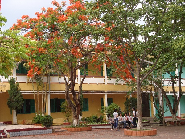 Độ an toàn của phượng vĩ đã được bàn đến ít nhiều trong các chủ trương trồng cây xanh trong trường học hay không gian đô thị. Ở các thành phố lớn cây được trồng trông vẻ ngoài cổ thụ, nhưng có thể được đánh gốc đưa từ nơi khác về, bộ rễ nguyên thủy đã bị cắt gọn, rễ con mọc ra sau này không tương xứng với phần tán cồng kềnh bên trên.