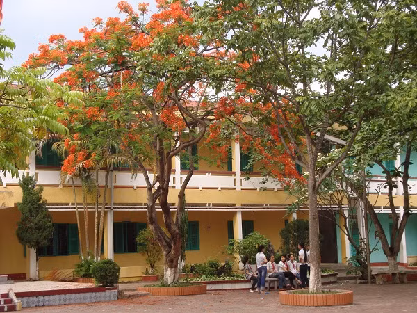 Độ an toàn của phượng vĩ đã được bàn đến ít nhiều trong các chủ trương trồng cây xanh trong trường học hay không gian đô thị. Ở các thành phố lớn cây được trồng trông vẻ ngoài cổ thụ, nhưng có thể được đánh gốc đưa từ nơi khác về, bộ rễ nguyên thủy đã bị cắt gọn, rễ con mọc ra sau này không tương xứng với phần tán cồng kềnh bên trên.