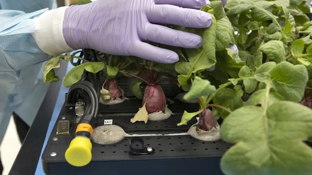 Loài thực vật này được lựa chọn vì chúng cần ít sự chăm sóc nhưng phát triển nhanh (có thể thu hoạch chỉ sau 27 ngày) và rất giàu dinh dưỡng.