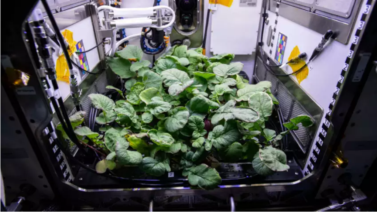 Tự cung tự cấp thực phẩm sẽ giúp con người tiến xa hơn nữa trong những hành trình dài hạn chinh phục các hành tinh khác trong vũ trụ.