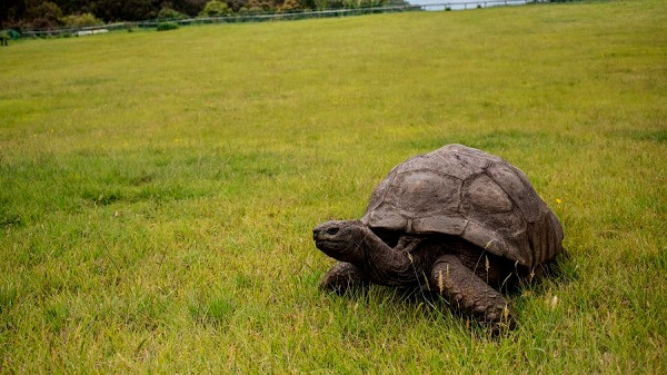 Jonathan - một trong những sinh vật sống lâu nhất Trái Đất, sống trên đảo St. Helena nhỏ bé thuộc phía Nam Đại Tây Dương. Cụ rùa khổng lồ này sinh năm 1832, đã sống qua 39 đời tổng thống Mỹ.