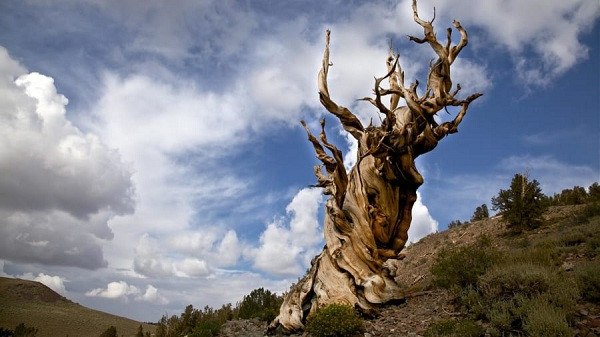 Một cây thông bristlecone ở dãy núi White Mountains, California với tuổi thọ khoảng... 5.000 năm, khiến nó thuộc top sinh vật sống lâu đời nhất Trái đất. Hiện vị trí chính xác của cây thông này không được tiết lộ, tuy nhiên các nhà khám phá, thám hiểm cho rằng đôi khi họ gặp nó trên đường đi.