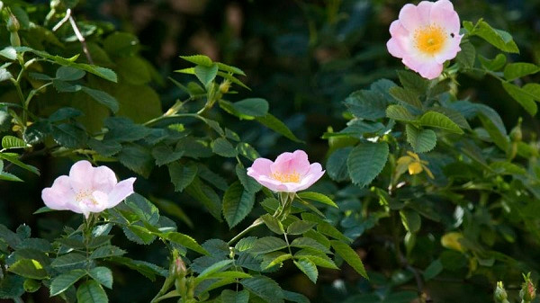 Bụi hoa hồng cao chót vót mọc xung quanh nhà thờ Công giáo Thánh Mary ở Hildesheim, Đức, được cho là do vua Louis the Pious đích thân vun trồng từ năm 815.