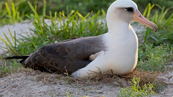 Một con hải âu Laysan có tên Wisdom, sinh năm 1956. Đây là loài chim hoang dã sống thọ nhất trên thế giới được tìm thấy tính đến nay.