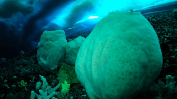 "Bọt biển núi lửa" ở Nam Cực - Anoxycalyx joubini trông như những núi lửa thu nhỏ đã "sống" đến 15.000 năm.