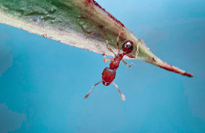 Để chụp được những bức hình ảnh, nhiếp ảnh gia đã sử dụng tới những bộ lens macro rời được chế để sử dụng cho smartphone.