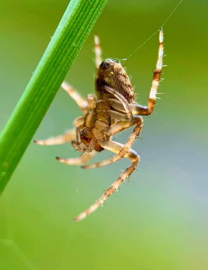 Hình ảnh lên chi tiết một cách khó có thể tin là được chụp bằng điện thoại.