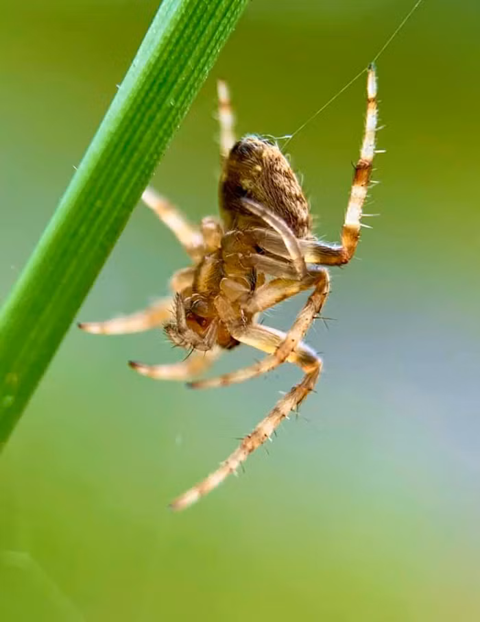 Hình ảnh lên chi tiết một cách khó có thể tin là được chụp bằng điện thoại.