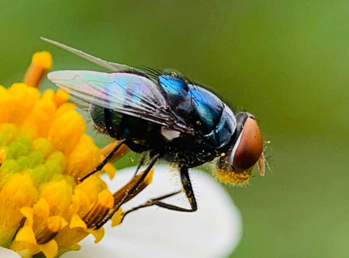 Một chú ruồi xanh trên nhị hoa được chớp lại khoảnh khắc nhanh chóng.