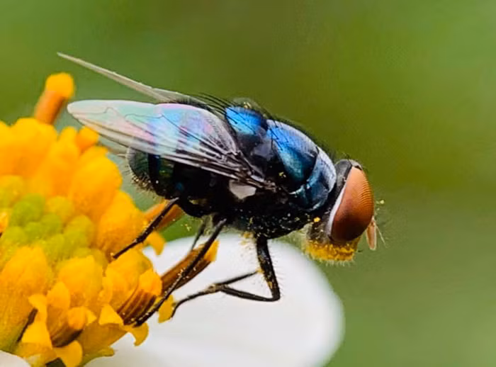 Một chú ruồi xanh trên nhị hoa được chớp lại khoảnh khắc nhanh chóng.