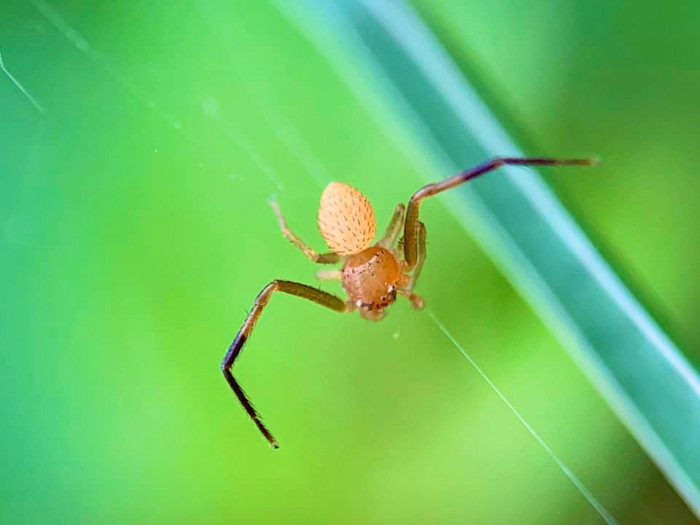Hình ảnh một chú nhện được chụp Macro (chụp phóng đại) bằng chính chiếc điện thoại iPhone.