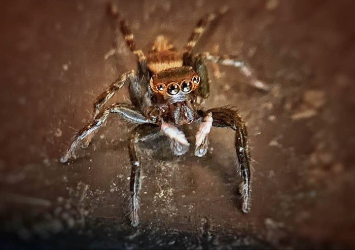 Một chút nhện với 4 đôi mắt được chụp phóng đại chỉ bằng iPhone.