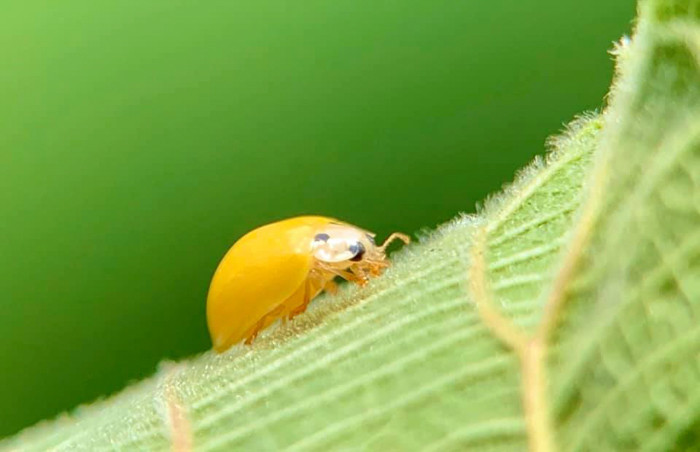 Chỉ với vài dụng cụ đơn giản, dễ mua, nhiều người có thể thoả mãn đam mê chụp ảnh phóng đại mà không cần đầu tư quá lớn cho bộ máy ảnh và ống kính macro chuyên dụng.