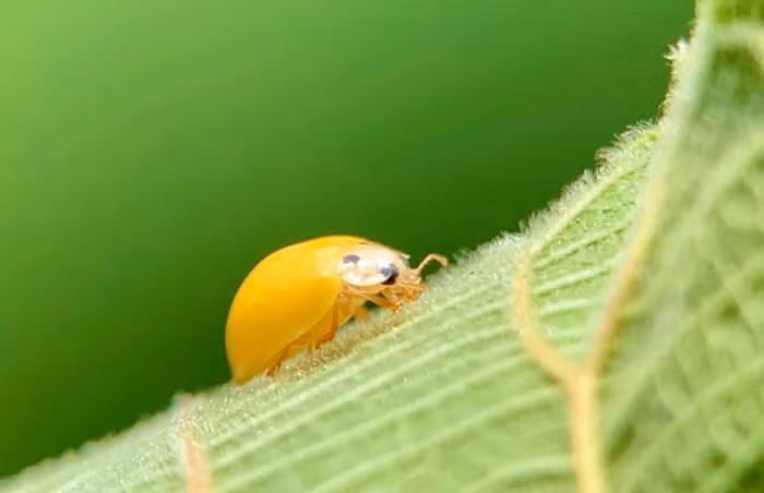Chỉ với vài dụng cụ đơn giản, dễ mua, nhiều người có thể thoả mãn đam mê chụp ảnh phóng đại mà không cần đầu tư quá lớn cho bộ máy ảnh và ống kính macro chuyên dụng.