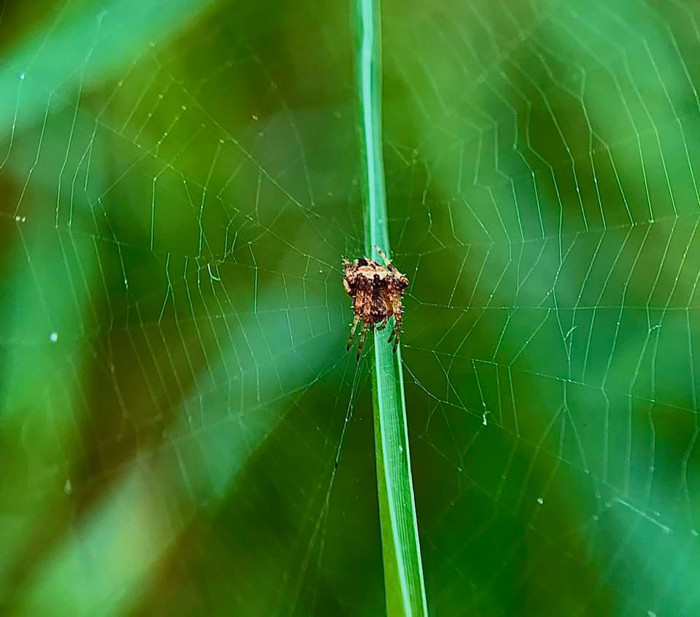 Một chùm mạng nhện được thể hiện chi tiết rất rõ nét, tương phản cũng rất tốt.