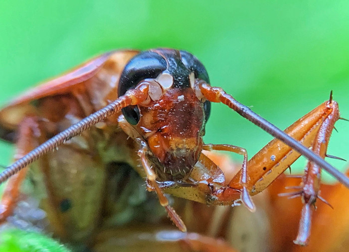 Những lens macro phổ biến là dòng 2.5X, 3.5X và 8X cho độ phóng đại lớn với khoảng cách chụp gần.