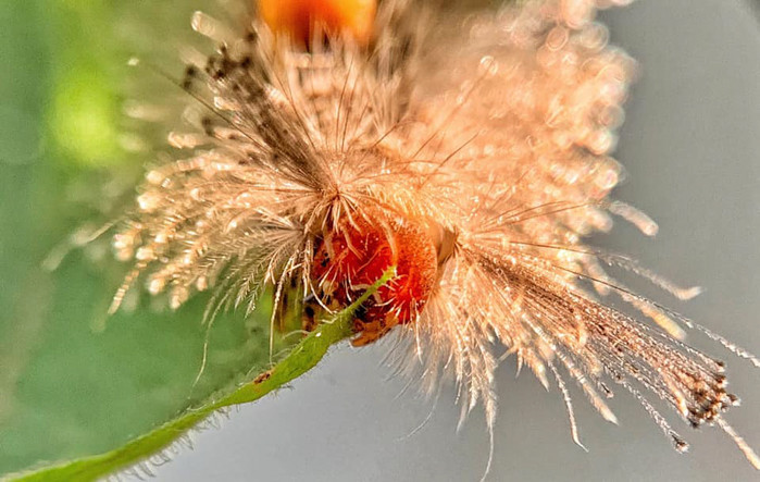 Không phải hoa đâu, đây chính xác là một chú sâu róm dưới góc ống kính của iPhone đấy.