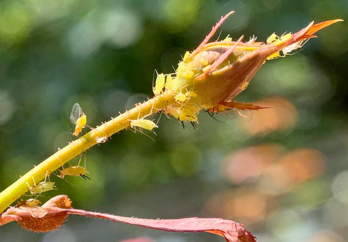 Chủ thể rõ nét, nổi khối và xoá phông rất "căng"