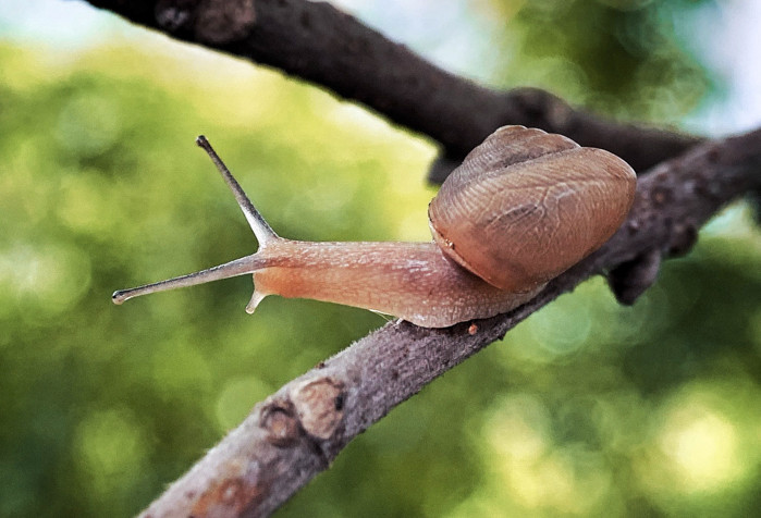 Chú ốc sên nhỏ bò trên cành cây chụp macro chi tiết và độ nét lên đáng kinh ngạc.