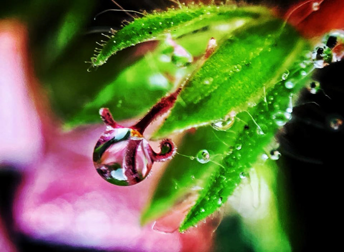 Giọt nước đọng trên nhị hoa.