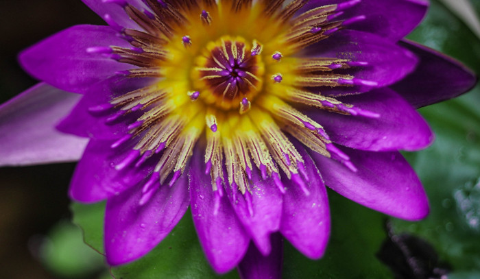 Một bông hoa súng được chụp phóng đại bằng iPhone kèm lens.