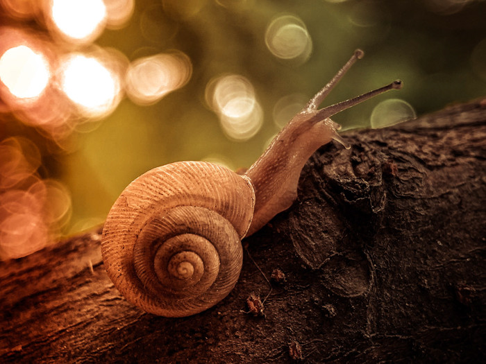 Khó có thể tin rằng độ nét và độ mịn màng của bokeh phía sau kia lại được tạo ra từ iPhone.