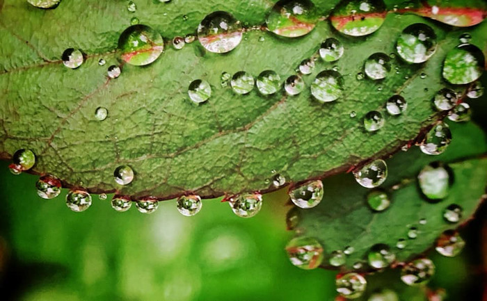 Những giọt nước mưa đọng trên lá thể hiện phóng đại với độ chi tiết khá tốt được chụp bằng iPhone.