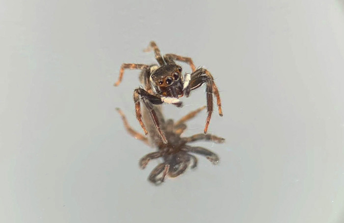 Vẫn lại là một chú nhện được chụp phóng đại lên nhiều lần.