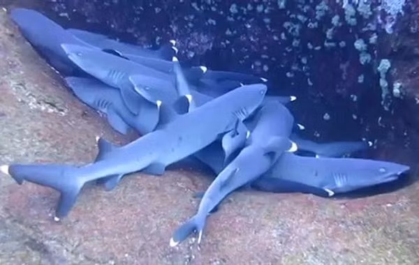 Những đàn cá mập cũng có thói quen ngủ theo đàn. Tủy sống là thứ điều khiển các cơ chuyển động của cá mập do vậy dù đang ngủ chúng vẫn có thể chuyển động dưới nước.