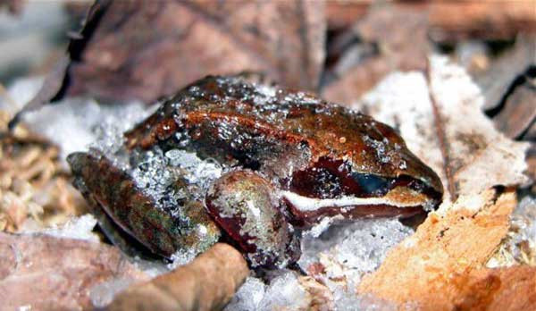 Trong thời gian ngủ đông, tim ếch ngừng đập và ngừng thở, cơ thể chúng tự tiết ra một loại dịch có tác dụng chống đông. Nên dù đôi khi bạn nhìn thấy tình trạng đóng băng trên cơ thể ếch nhưng thực chất lượng glucose vẫn được giữ ở mức ổn định, các cơ quan nội tạng quan trọng không bị hư hại.