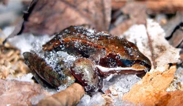 Trong thời gian ngủ đông, tim ếch ngừng đập và ngừng thở, cơ thể chúng tự tiết ra một loại dịch có tác dụng chống đông. Nên dù đôi khi bạn nhìn thấy tình trạng đóng băng trên cơ thể ếch nhưng thực chất lượng glucose vẫn được giữ ở mức ổn định, các cơ quan nội tạng quan trọng không bị hư hại.